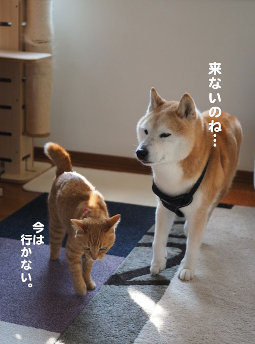 8日夕ブログ５