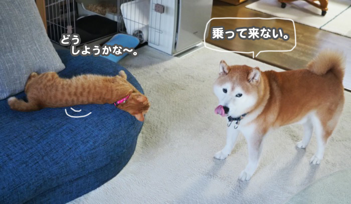 26日夕ブログ6