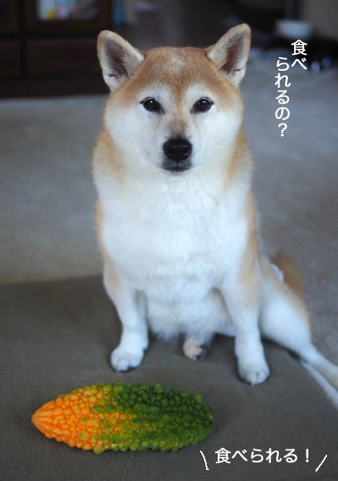 13日夕ブログ4