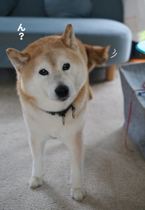 11日夕ブログ１０