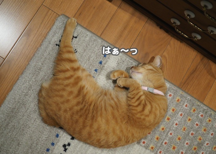 8日夕ブログ４