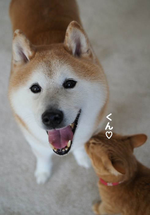 12日夕ブログ5