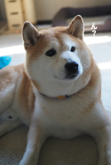 21日夕ブログ５