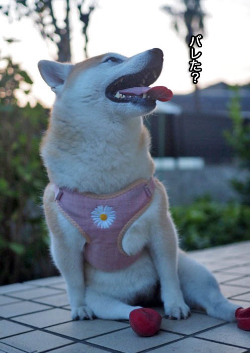 1日夕ブログ3