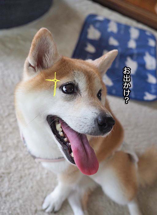 あん 動物病院へ行く 湘南凸凹柴wan日記 Powered By ライブドアブログ あん 動物病院へ行く 湘南凸凹柴wan日記 Powered By ライブドアブログ