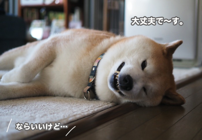 21日夕ブログ４