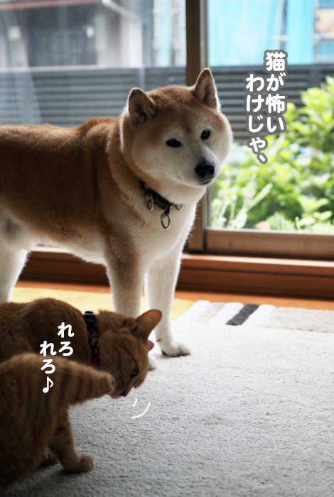 26日夕ブログ３