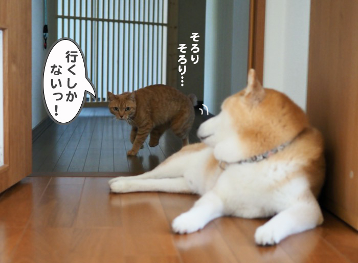 8日夕ブログ７
