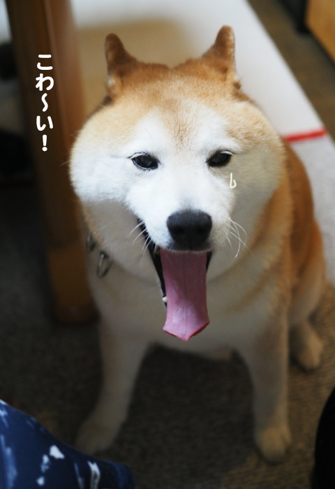 11日ブログ７