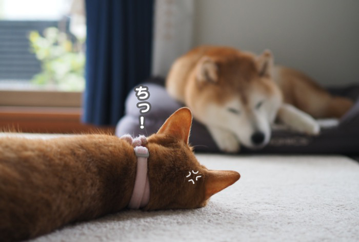 19日夕ブログ６