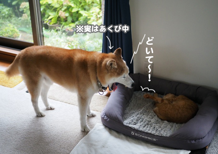 11日ブログ１１