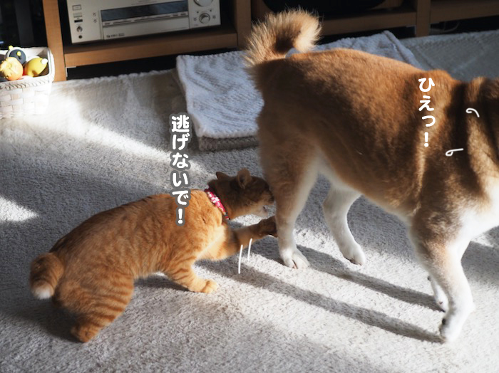 24日夕ブログ１１