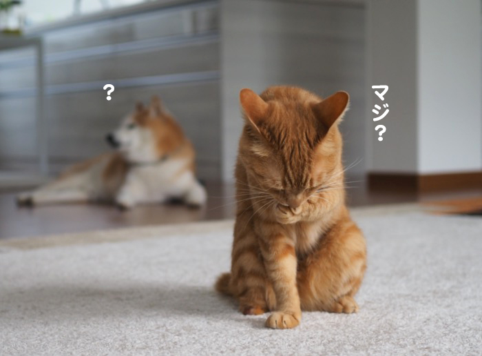 21日ブログ３