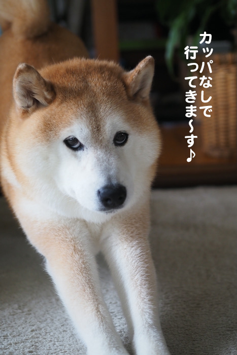 17日夕ブログ８