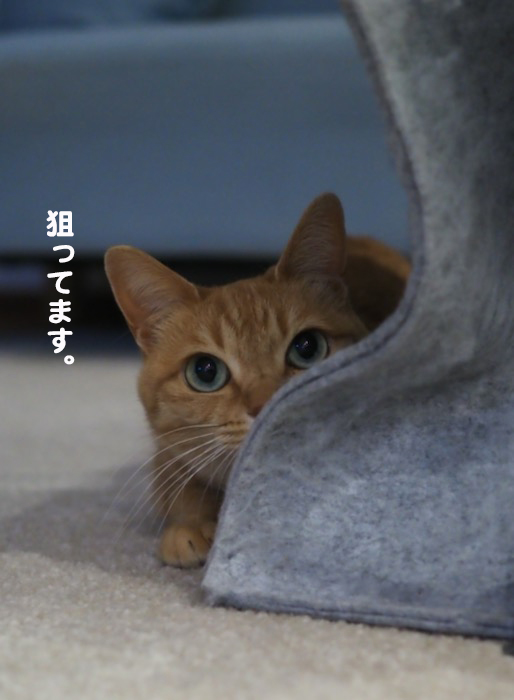 11日夕ブログ３