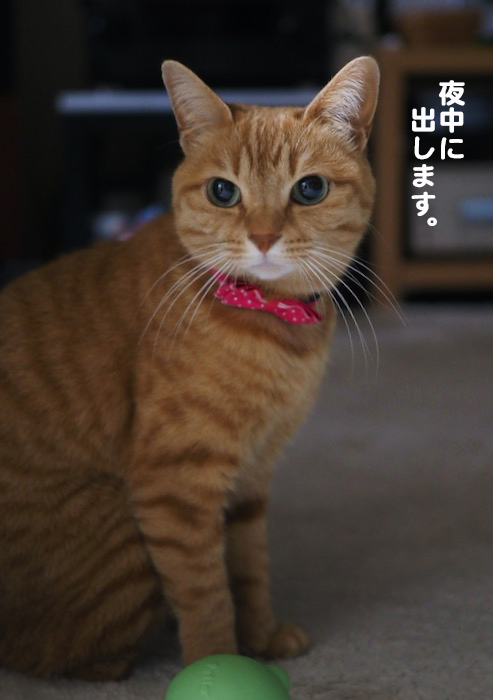 9日夕ブログ６