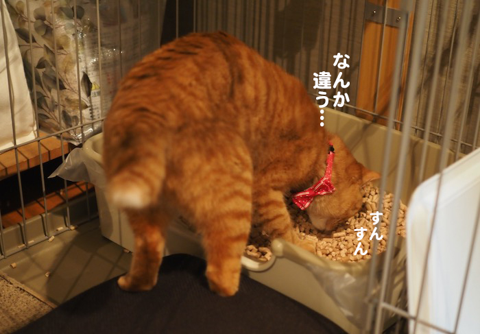 9日夕ブログ５