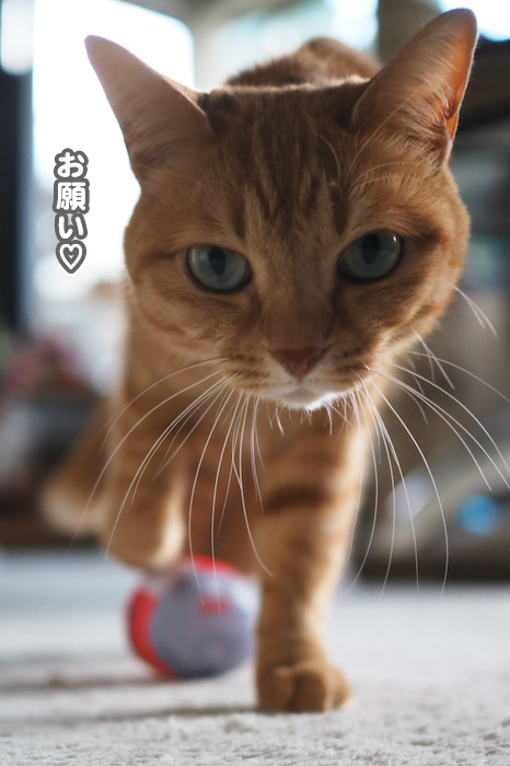 15日夕ブログ１０
