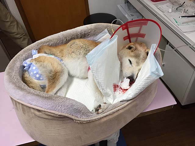 ミッチー 最期の様子 湘南凸凹柴wan日記 Powered By ライブドアブログ ミッチー 最期の様子 湘南凸凹柴wan日記 Powered By ライブドアブログ