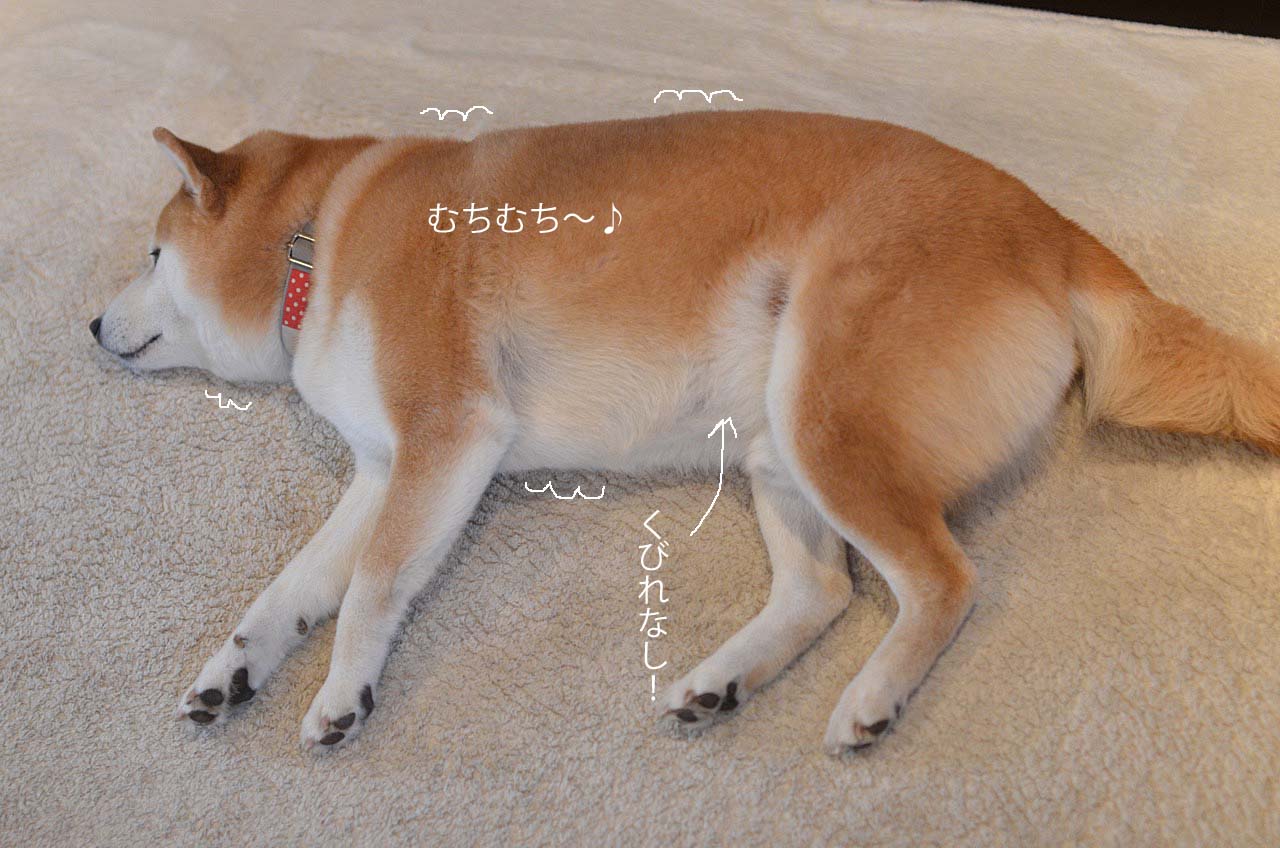 貫太 太った 疑惑は疑惑じゃない 湘南凸凹柴wan日記 Powered By ライブドアブログ 貫太 太った 疑惑は疑惑じゃない 湘南凸凹柴wan日記 Powered By ライブドアブログ