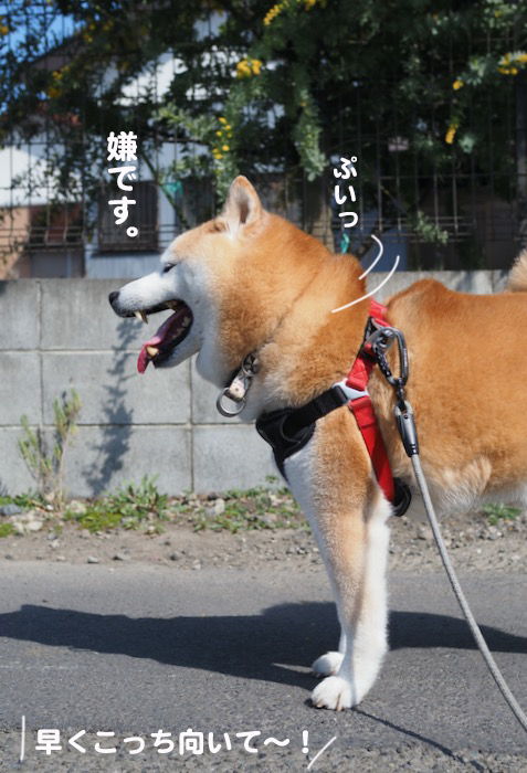 17日夕ブログ5