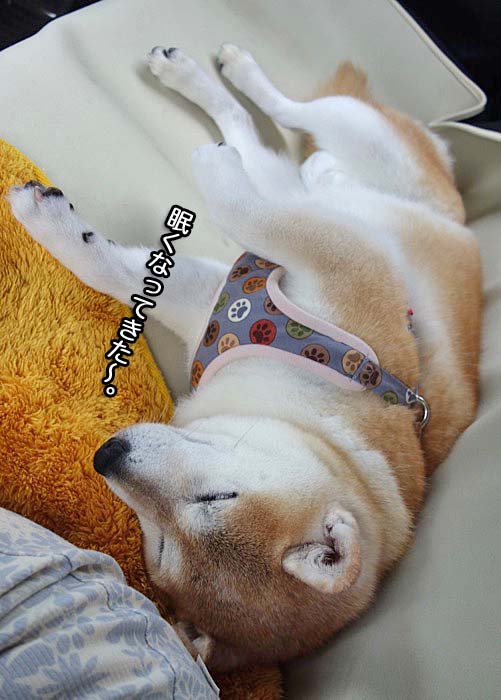あん 動物病院へ行く 湘南凸凹柴wan日記 Powered By ライブドアブログ あん 動物病院へ行く 湘南凸凹柴wan日記 Powered By ライブドアブログ