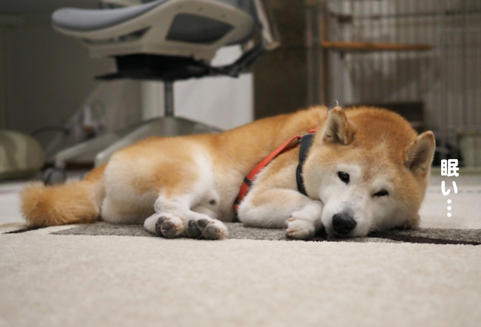 23日夕ブログ９