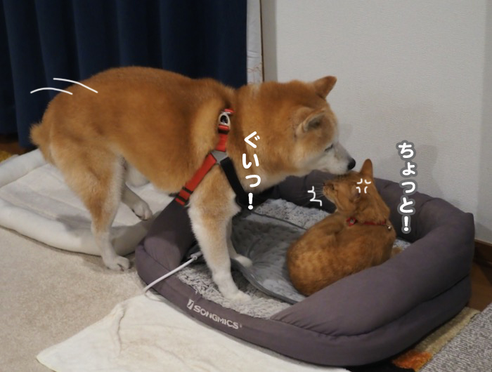 21日夕ブログ７