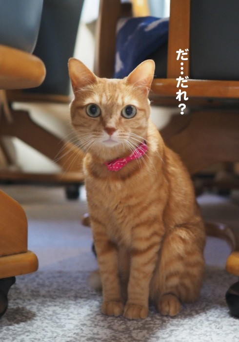 11日夕ブログ９