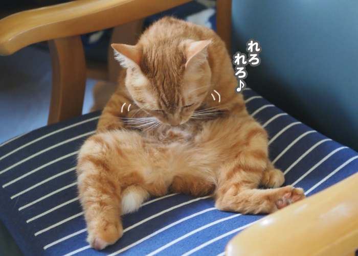 猫って“おっさん”みたいな格好するよね（笑）♪ : 湘南凸凹柴WAN