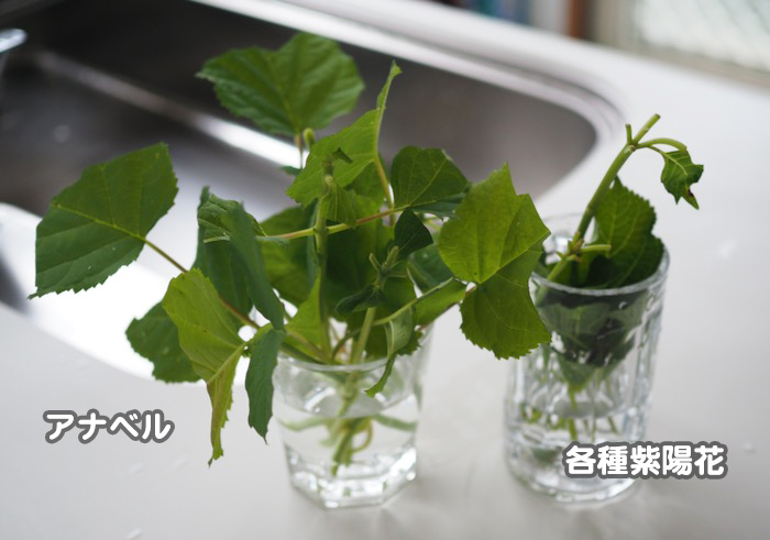 15日夕ブログ8