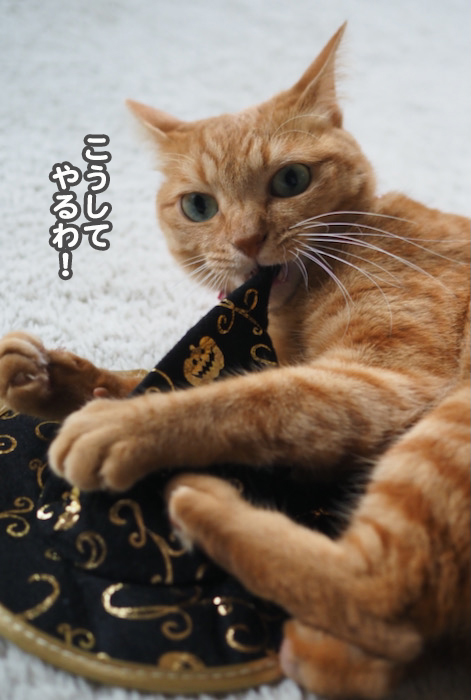 31日夕ブログ１１
