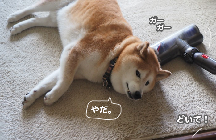 11日夕ブログ２