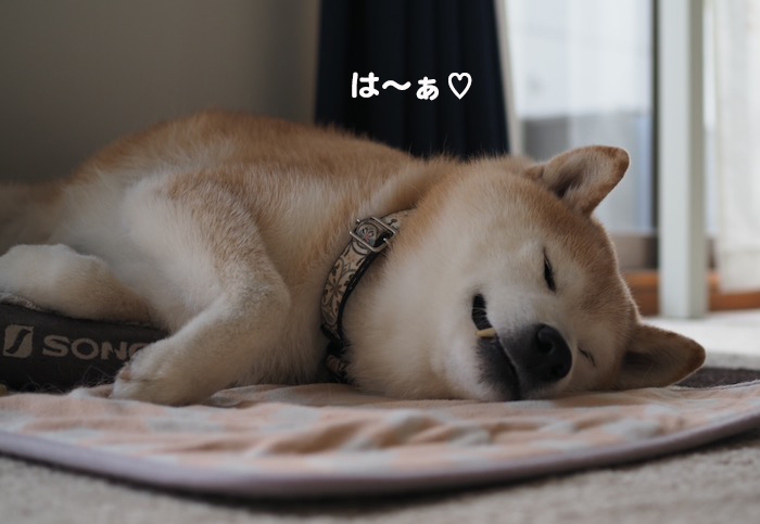 20日夕ブログ５