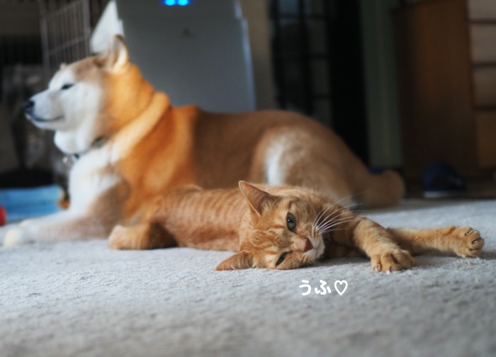 30日夕ブログ４