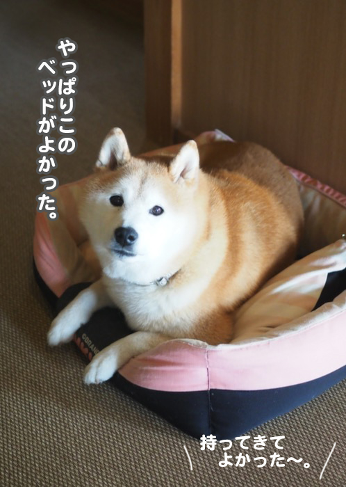 23日夕ブログ11