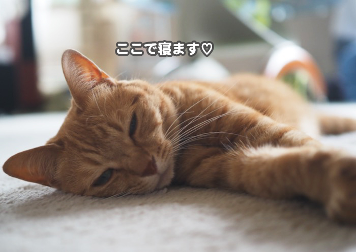 12日夕ブログ４
