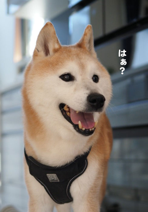 20日夜ブログ4