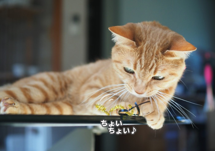 4日夕ブログ１５
