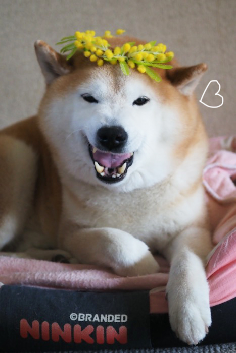 11日夕ブログ６