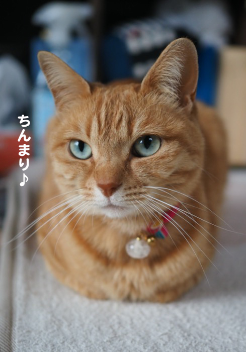 29日夕用ブログ2