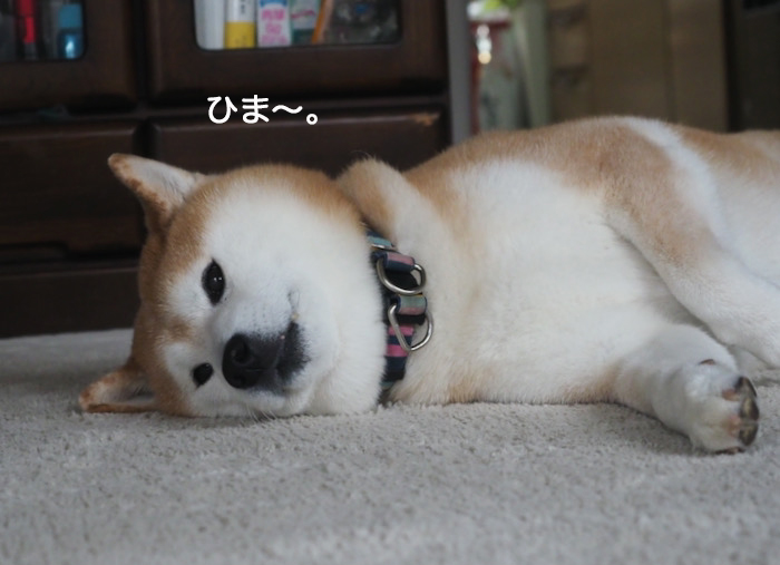 11日夜ブログ３