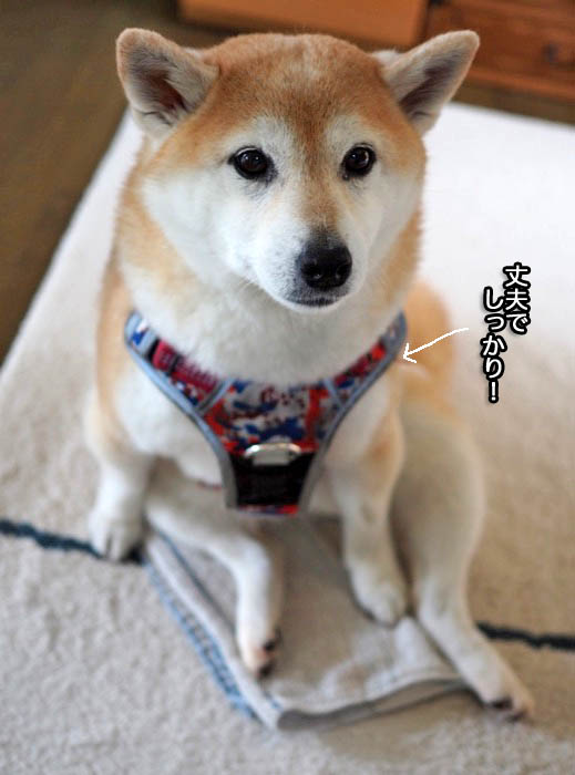 13日午後ブログ２