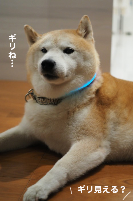16日夕ブログ７