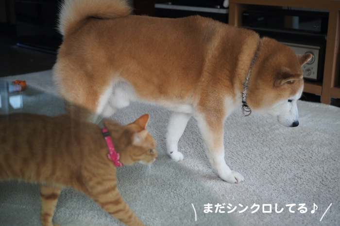 14日夕ブログ１０