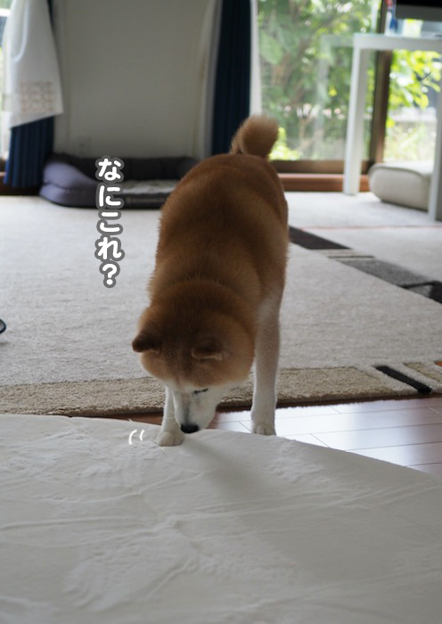 25日夕ブログ２