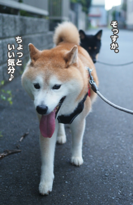 29日夕ブログ７