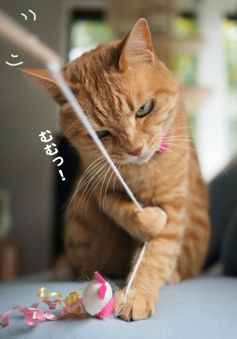 21日夕ブログ3