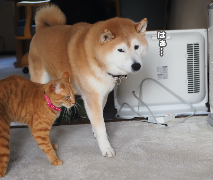 14日夕ブログ７