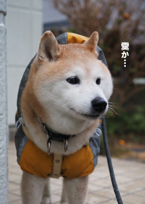 4日夕ブログ６